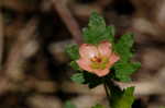 Carolina bristlemallow